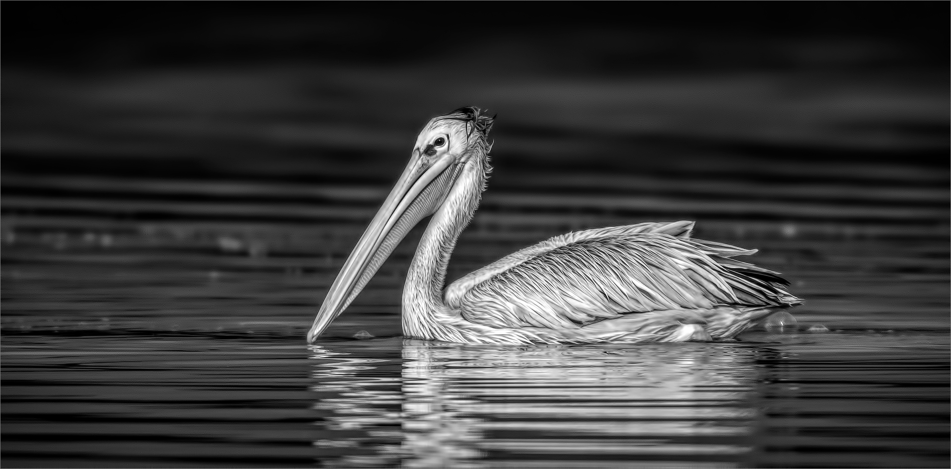 Open Monochrome-PSSA Silver Medal Category Winner-Pelikaan in Oggendlig-Andre Serfontein-Imagelink Virtual Club