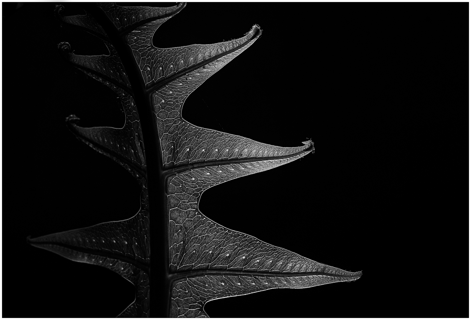 Prints Open Monochrome-Madiba Bay Bronze Medal Best Madiba Bay Club Entry-Fern leaf-Julia Mukheibir-Port Elizabeth Camera Club