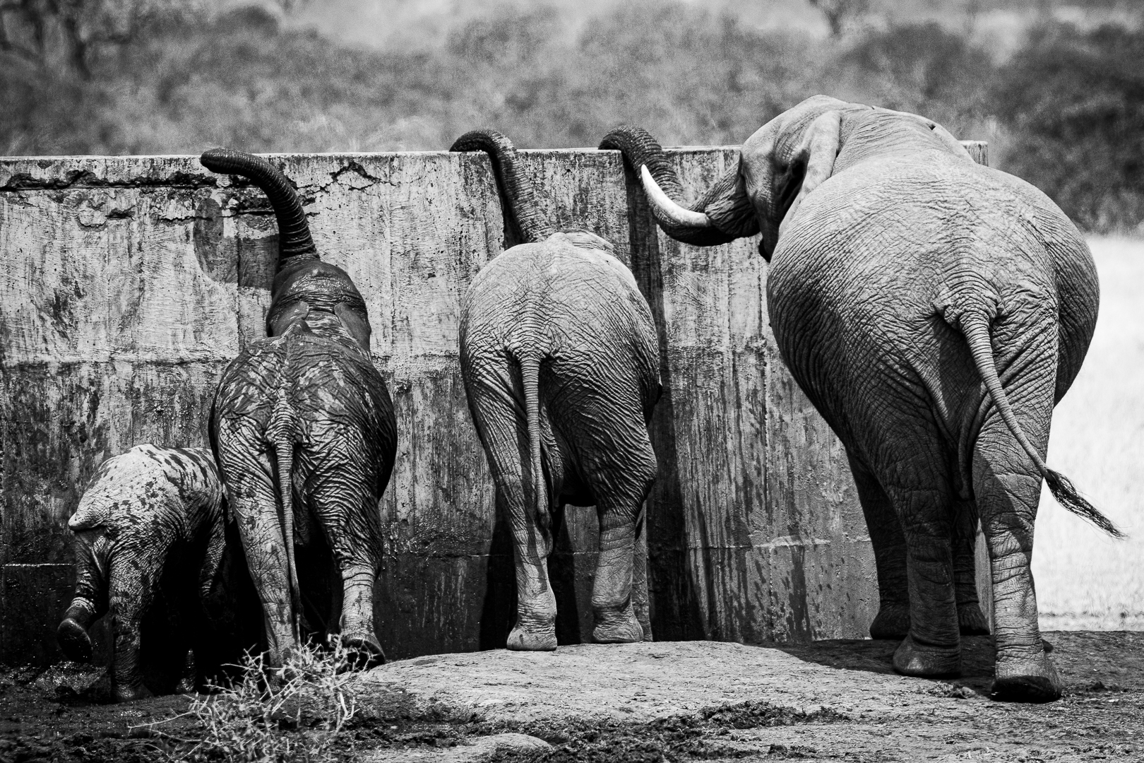 Prints Open Monochrome-PSSA Bronze Medal Prints Category Winner-Drinking from the dam-Nicol du Toit-Cape Town Photographic Society