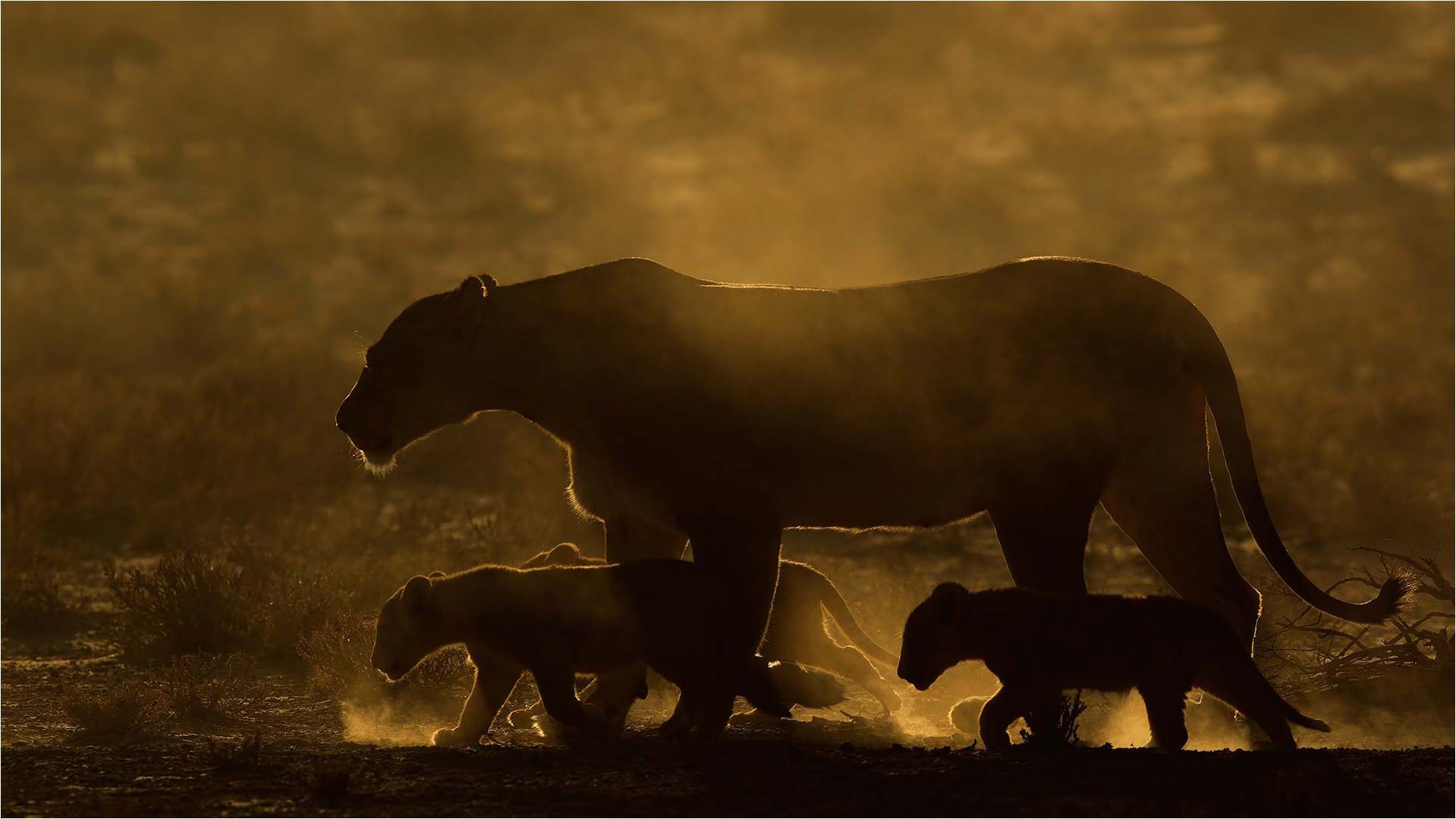 FIAP Gold Medal - Nature Colour - Baclit lion family 0219 - Francois van der Watt - Bloemfontein KK