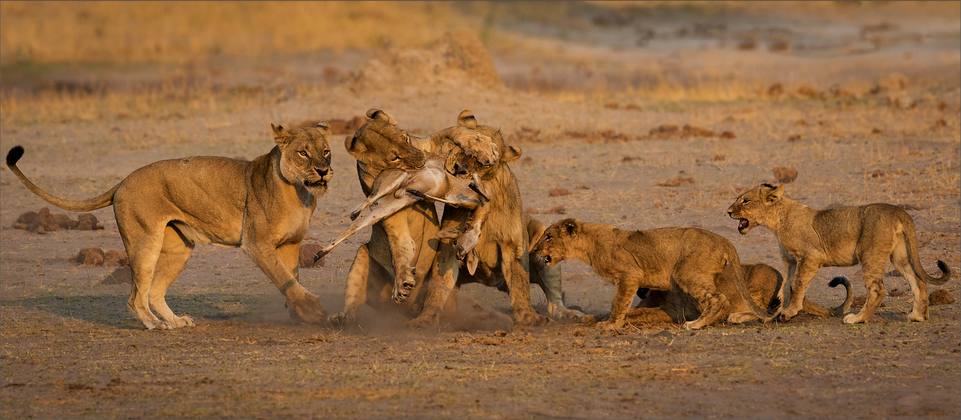 PSSA Silver Medal - Nature Colour-  Duiker vir ete - Mietsie Visser - Vanderbijlpark FV