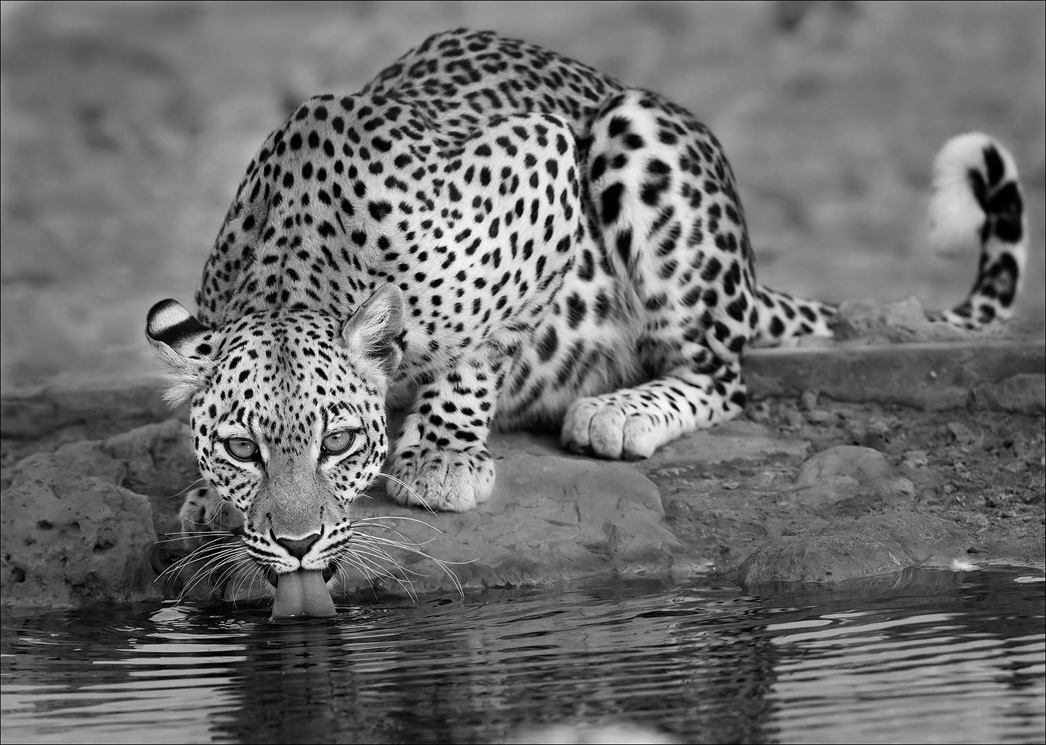 PSSA Silver Medal - Open Mono - Beauty of the Animals -  Rosa van Schalkwyk - Ermelo FK