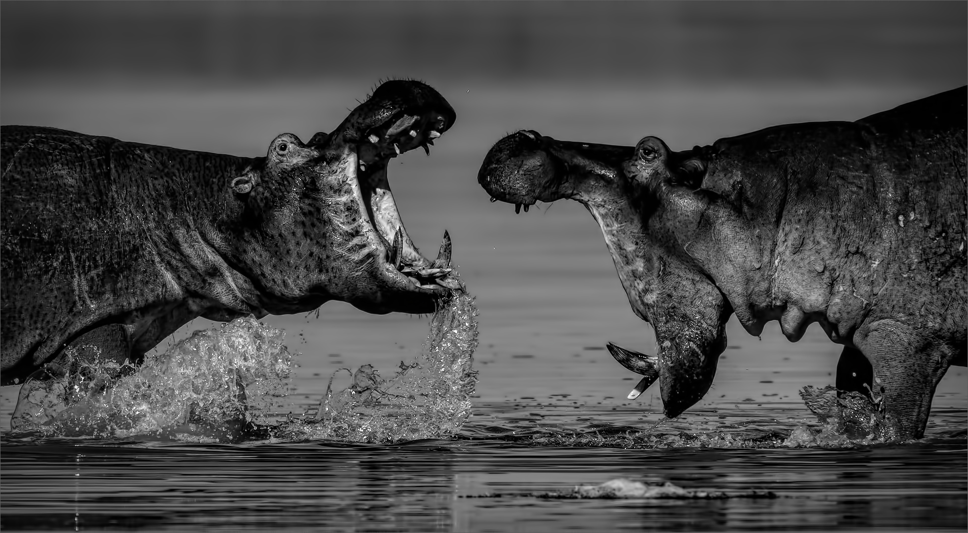 Alberton Camera Club Bronze Medal-Open Monochrome-Need more Growing-Andre Serfontein-Imagelink Virtual Club