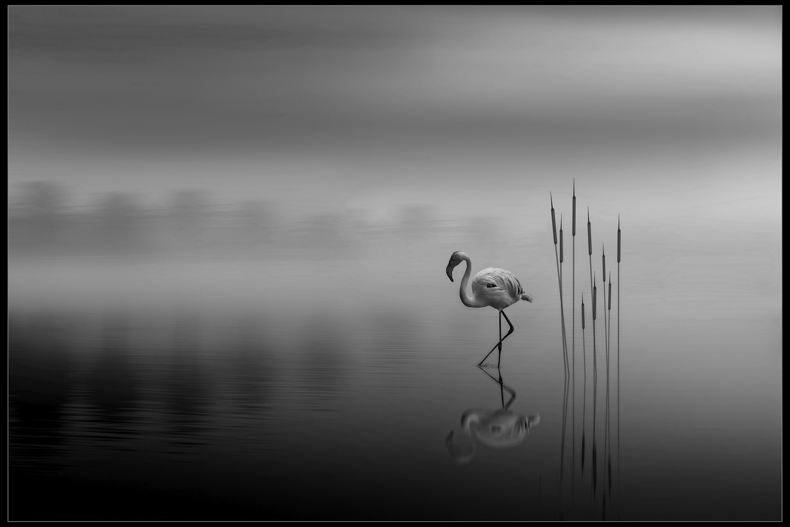 PSSA Silver Medal -Monochrome Open -The Peaceful Flamingo- Martin Barber- Southern Suburbs Camera Club