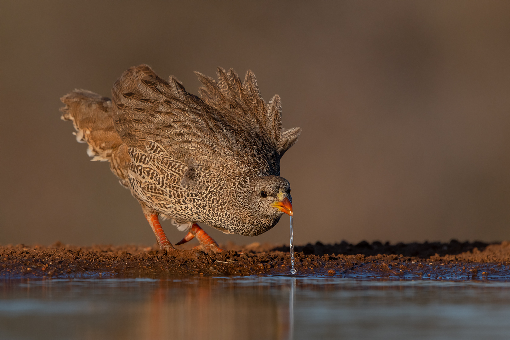 PSSA Silver Medal-Nature-Colour-Lekker Drink-Trix Jonker-Bloemfontein Kammeraklub