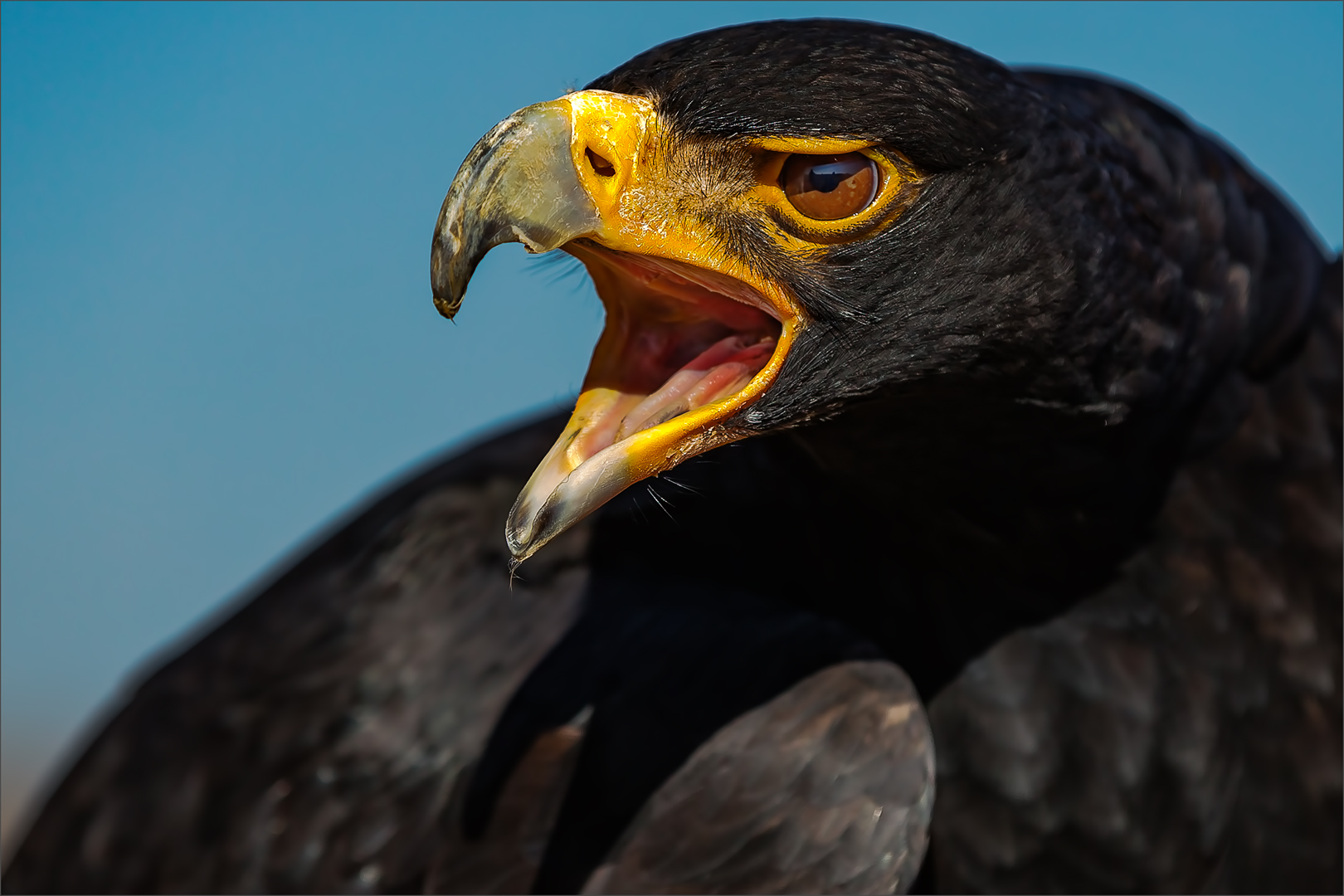 PSSA Silver Medal- Portraiture Colour-Verreauxs Eagle Portrait 0001-Jorge Borralho- Edenvale Photographic Club