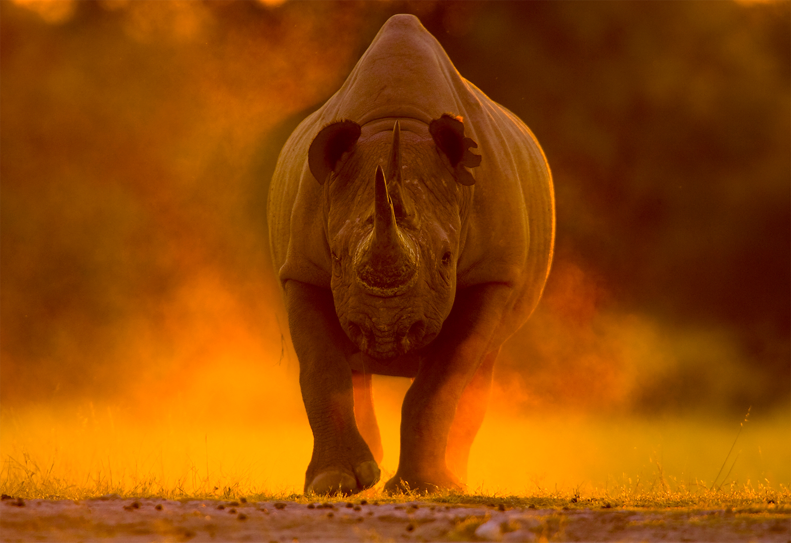 PSSA Silver Medal-Nature Colour-Sunset Black Rhino-Jill Sneesby-Port Elizabeth Camera Club