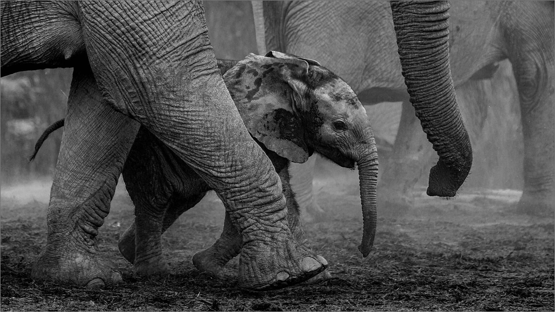 PSSA Silver Medal-Open Mono-Keeping up with Mommy-Neels Jackson-AFO Photography Club