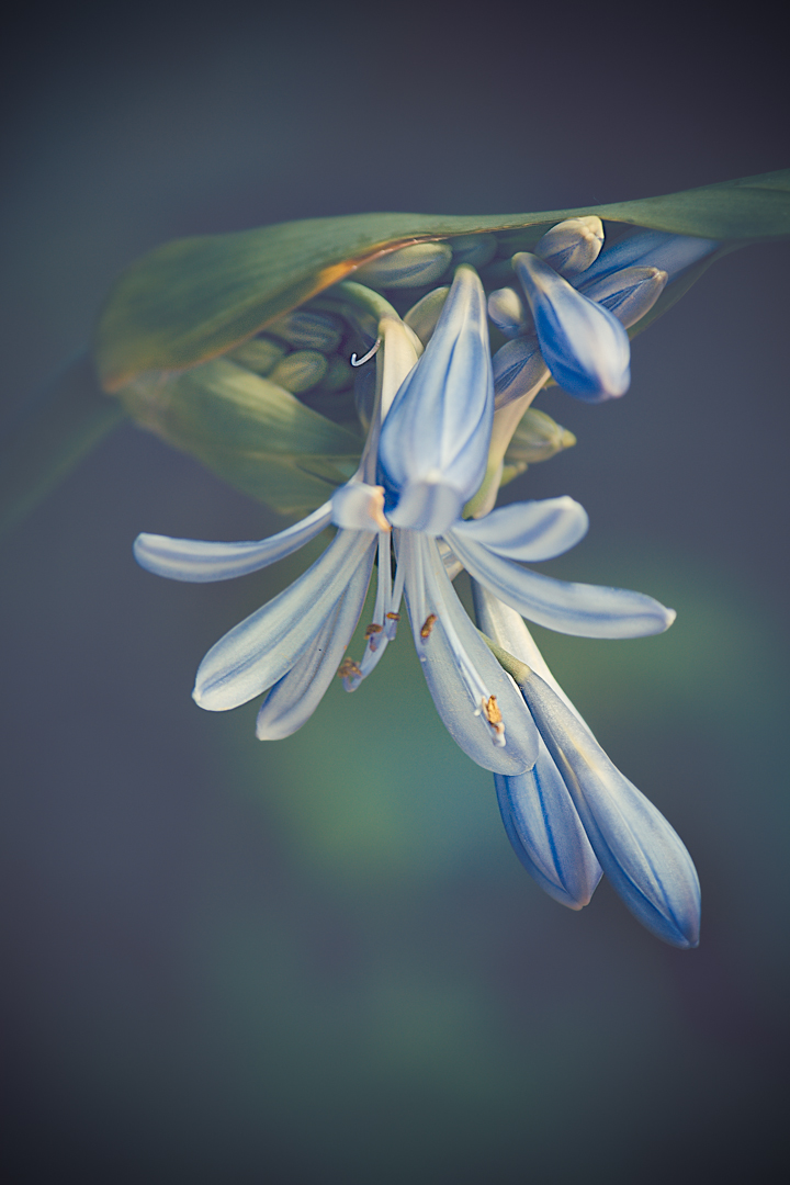 PSSA Silver Medal-Prints Open Colour-A new Agapanthus-Elizma Fourie-Hermanus Photographic Society