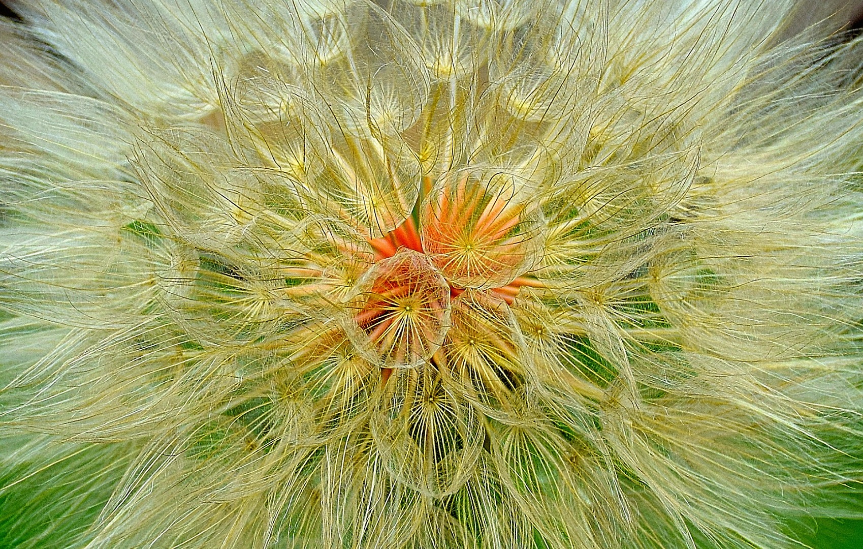 WCPF Silver Medal-Nature Colour-Close-up-Elzaan Myburgh-Ermelo Foto Klub