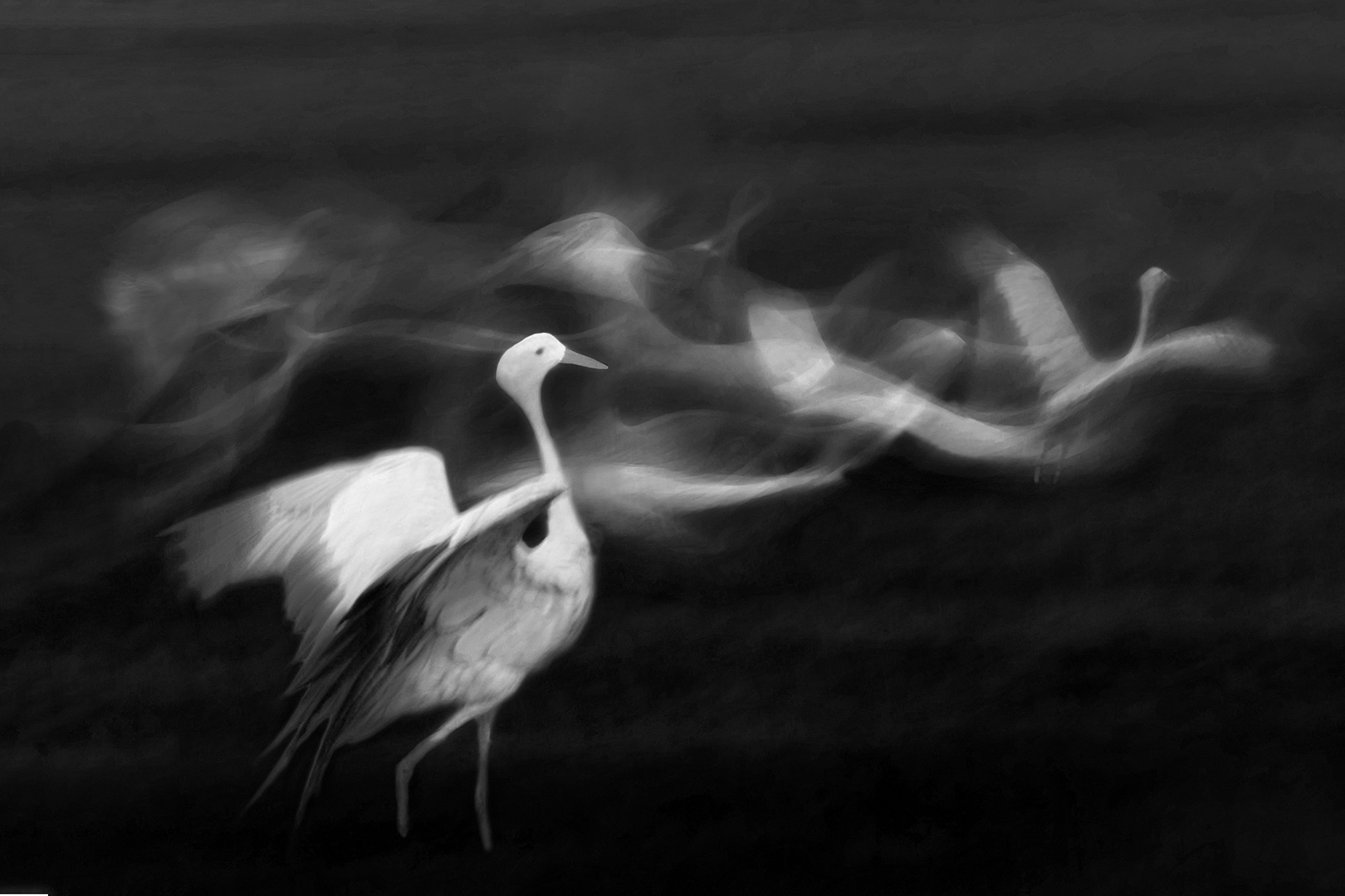 WCPF Silver Medal-Prints Open Mono-Cranes on the Move 2-Christo la Grange-Tygerberg Photographic Society