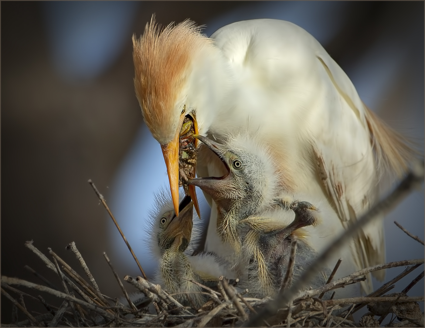 Benoni Camera Club Silver Medal  Nature including birds Colour Motherhood  Dries Fourie Vereeniging Photographic Society