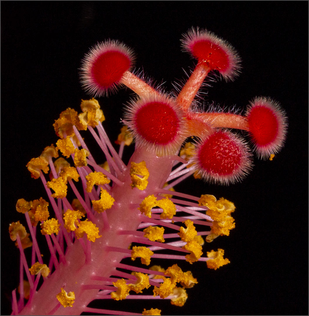 Benoni Camera Club Silver Medal  Still Life Tabletop and Floral Colour From another planet David Wolstencroft Edenvale Photographic Club