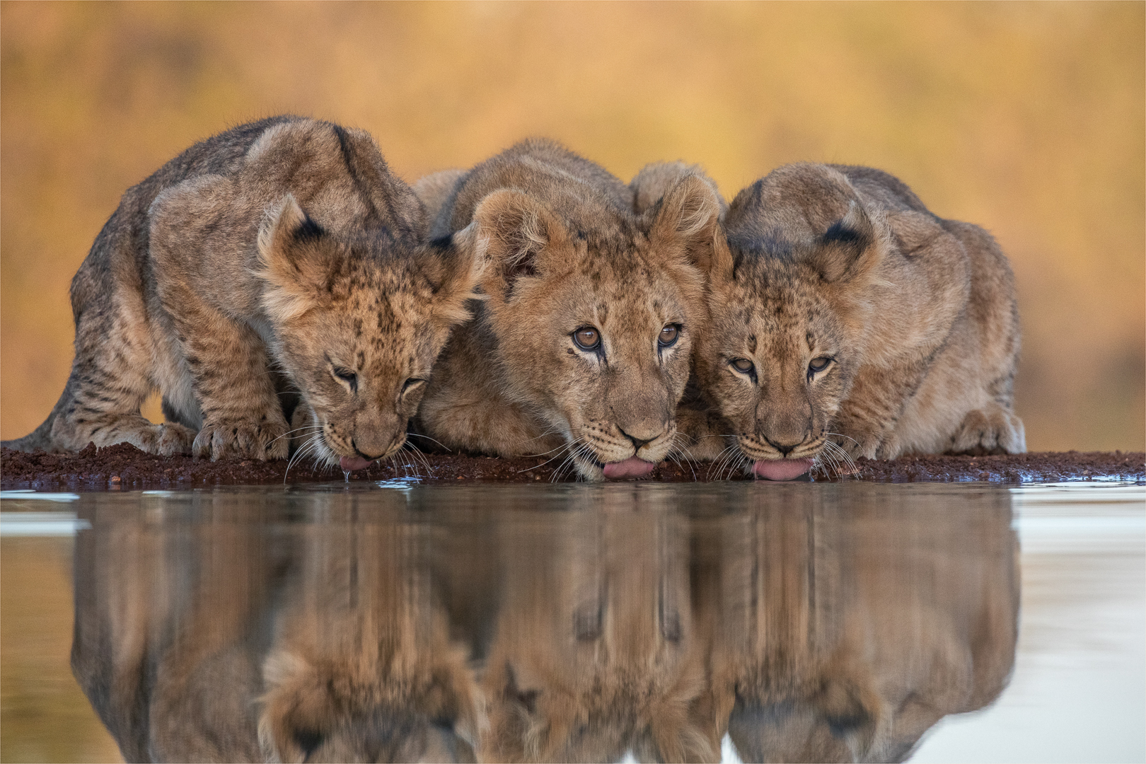 PSSA Silver Medal  Nature including birds Colour Then There Were Three Charles Naude Hermanus Photographic Society