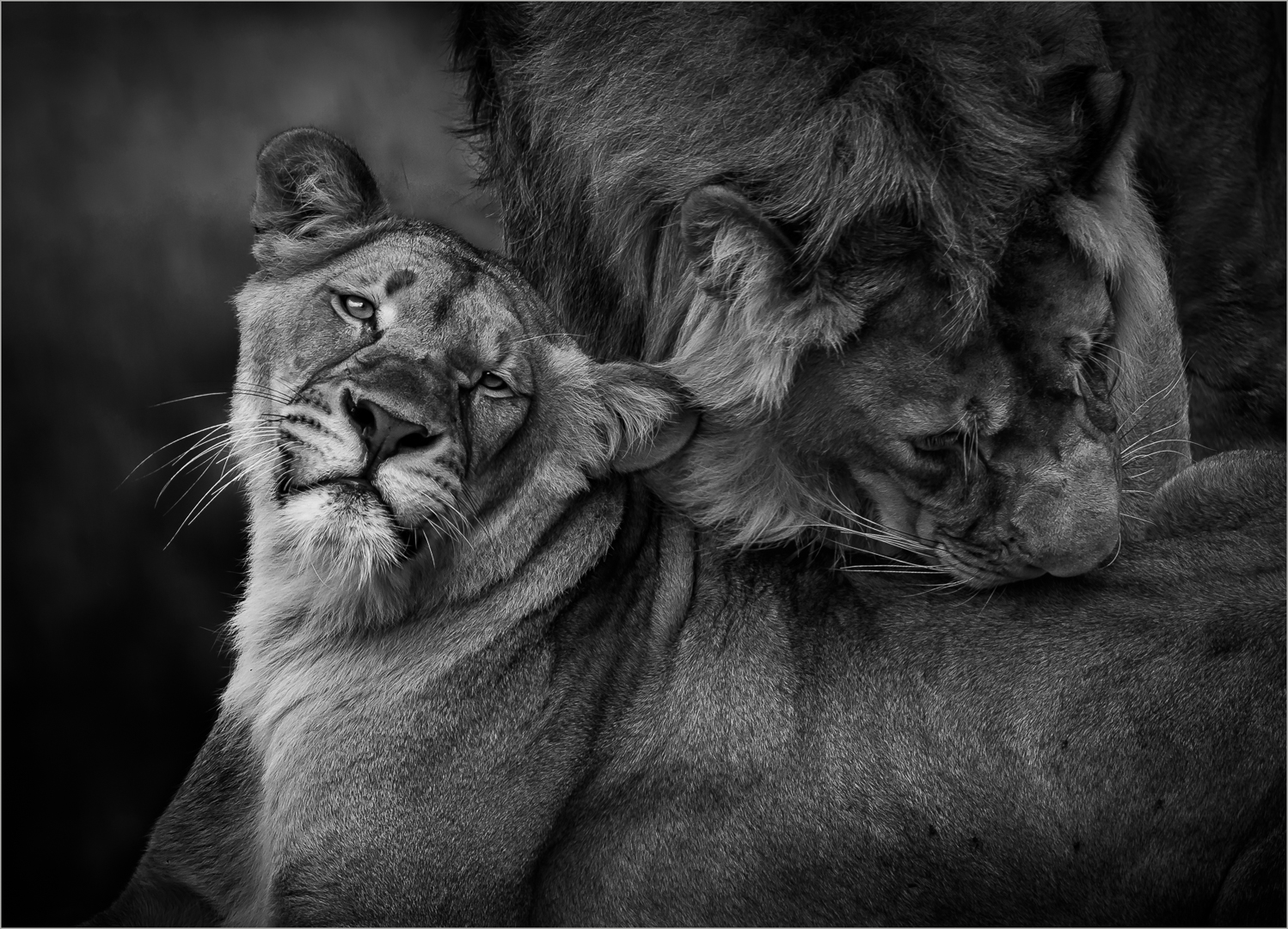 PSSA Silver Medal  Open Monochrome Fore Play Annemarie Du Plessis Pietersburg Fotografie Klub