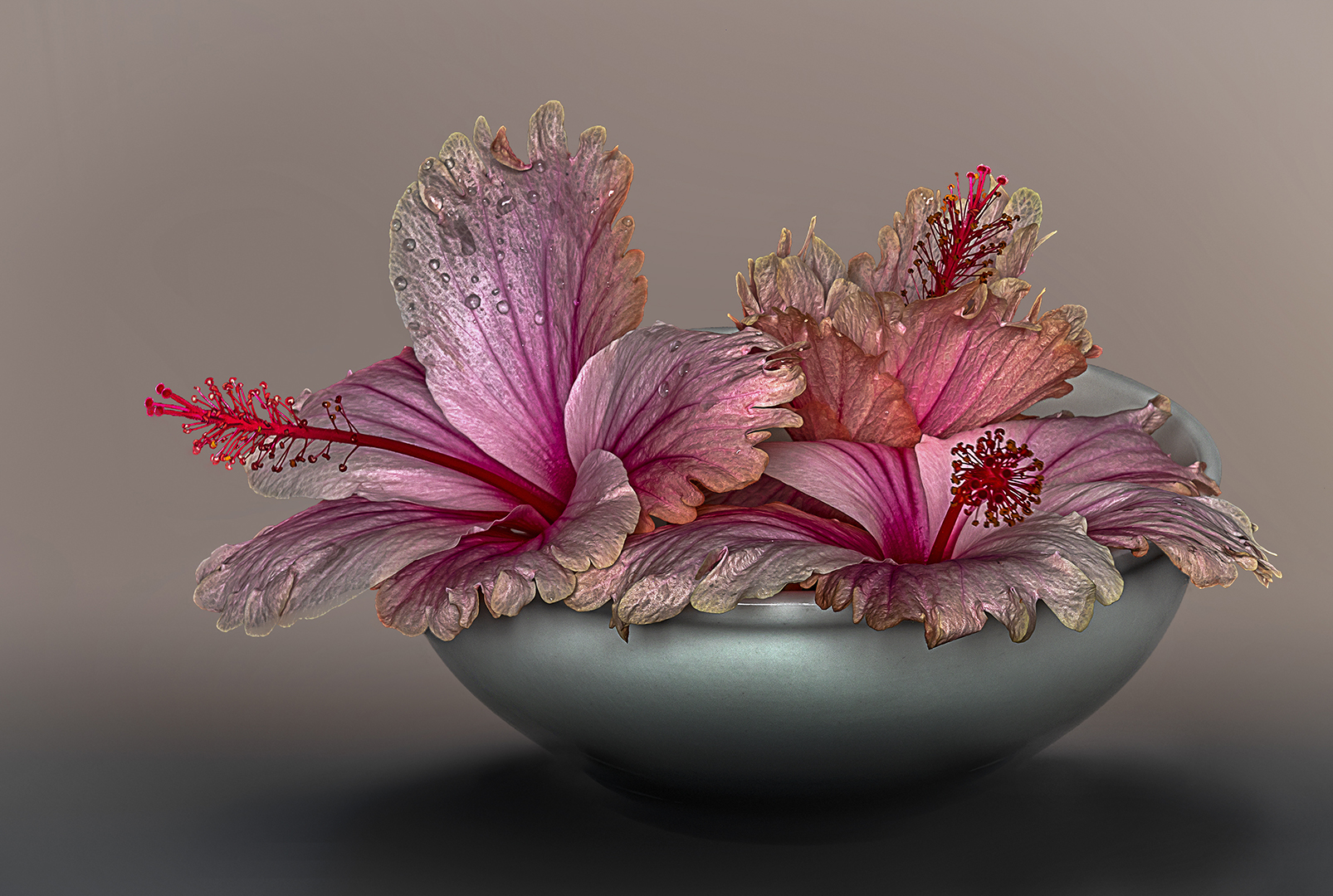 PSSA Silver Medal  Still Life Tabletop and Floral Colour Hibiscus Bowl Lourens Durand Bosveld Fotografie Klub