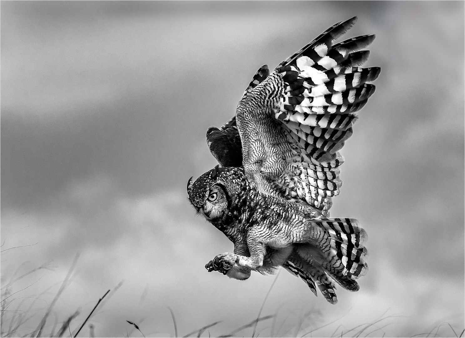 PSSA Bronze Medal - Nature Mono - Owl Landing - Jan van Niekerk - Ermelo Foto Klub