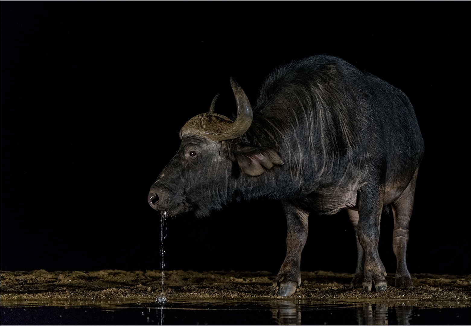 PSSA Silver Medal - Nature Colour - Thirsty Buffalo - Leon Venter - Bethal Fotografie Klub