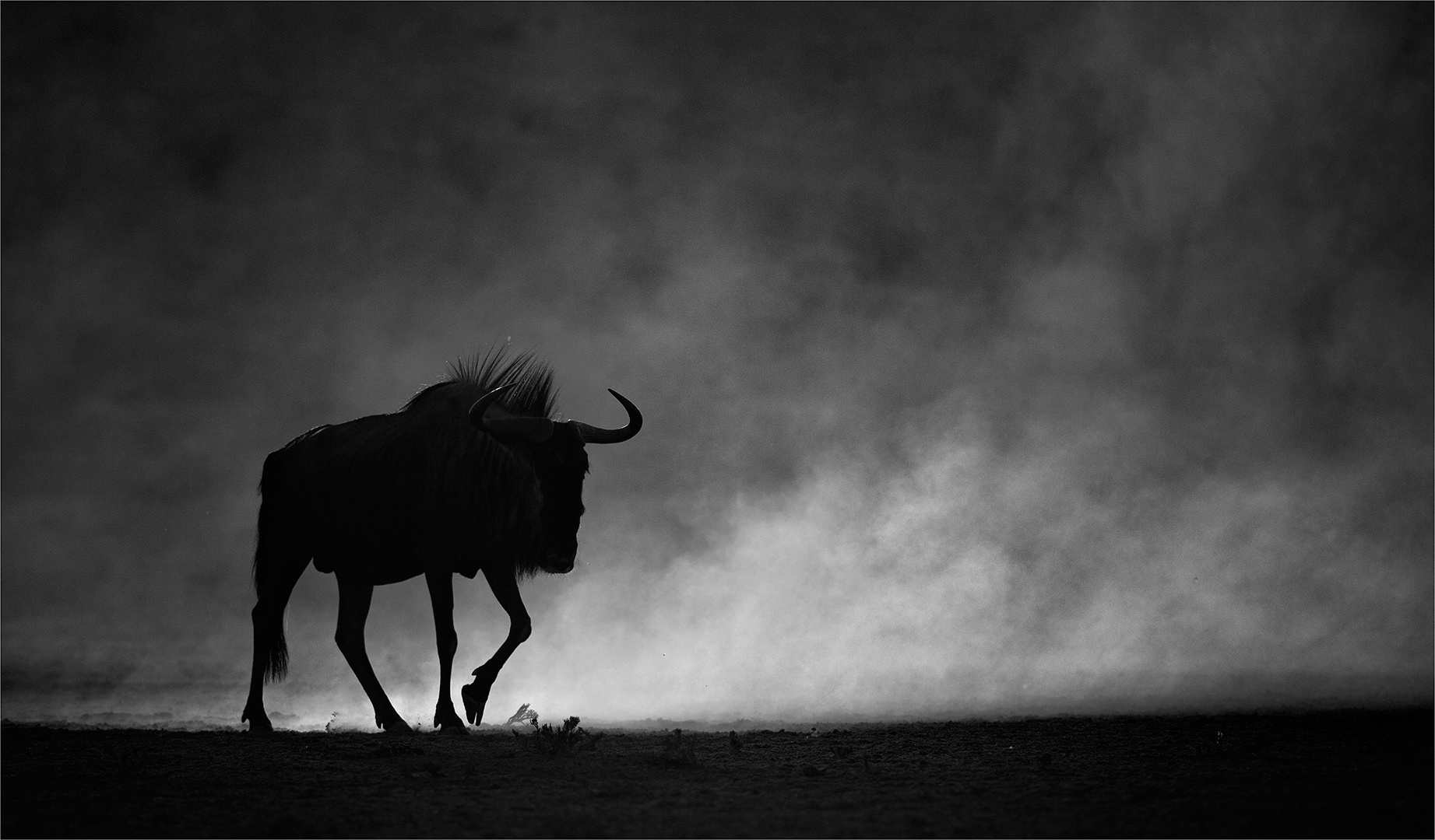 PSSA Silver Medal - Nature Mono - Blue Wildebeest in Dust 3 - Geo Jooste - Bloemfontein Kameraklub