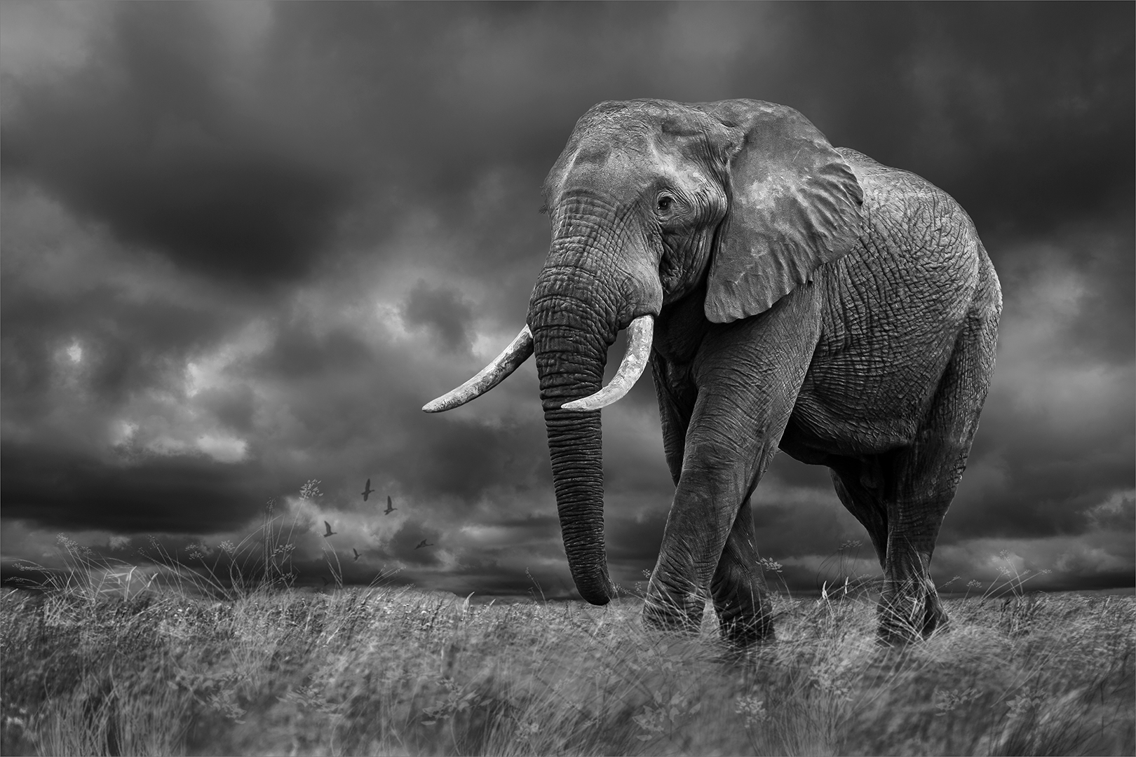 PSSA Silver Medal - Open Mono - African Thunder HD - Kobus Yssel - Southern Suburbs Camera Club