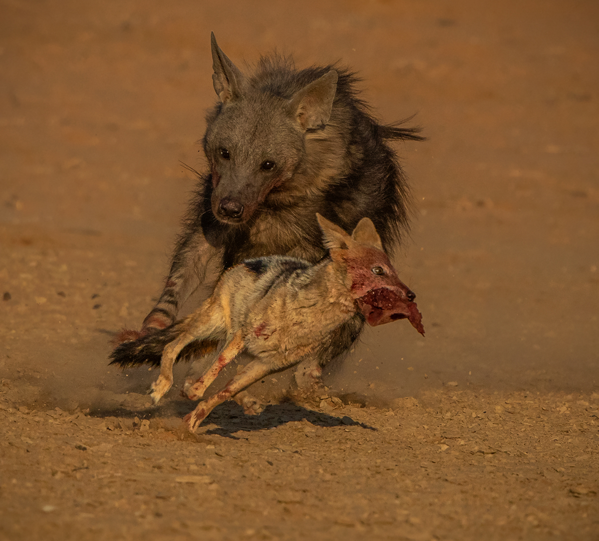 Kriel Silver-Nature Colour-I will get you-Gonnie Myburgh-National PC