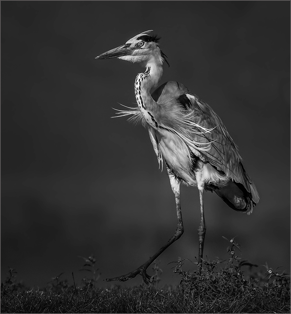 Kriel Silver-Open Mono-GREY HERON BW-Leon Venter-Bethal