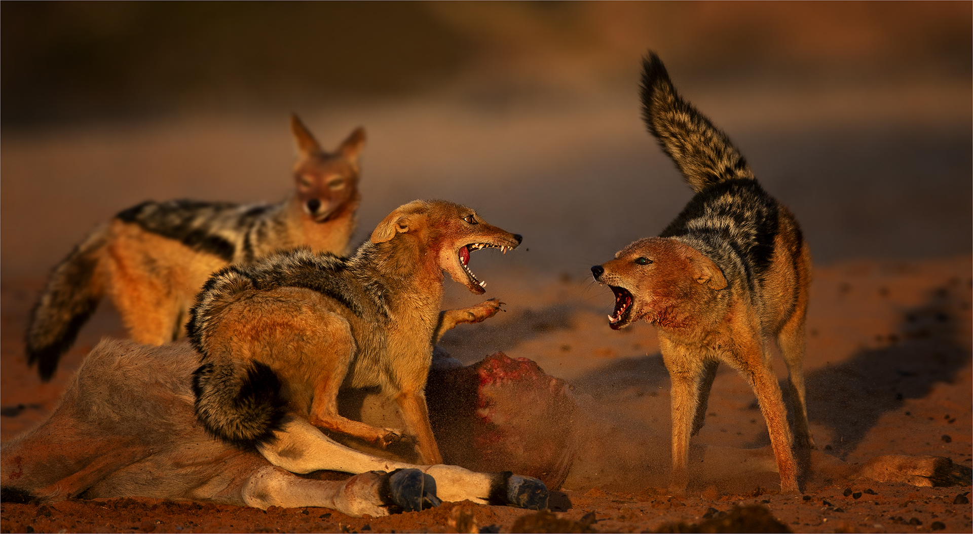 PSSA Silver-Nature Colour-jackallwords 2a-Geo Jooste-Bloemfontein