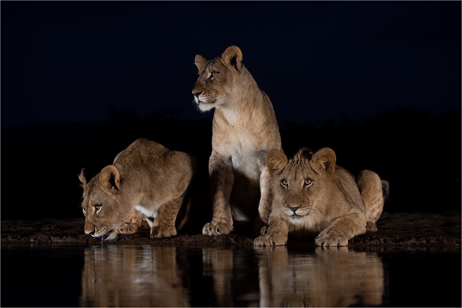 Edenvale Club Medal - Nature Colour - Young lions at water - Renske Jordaan - Bloemfontein Kameraklub