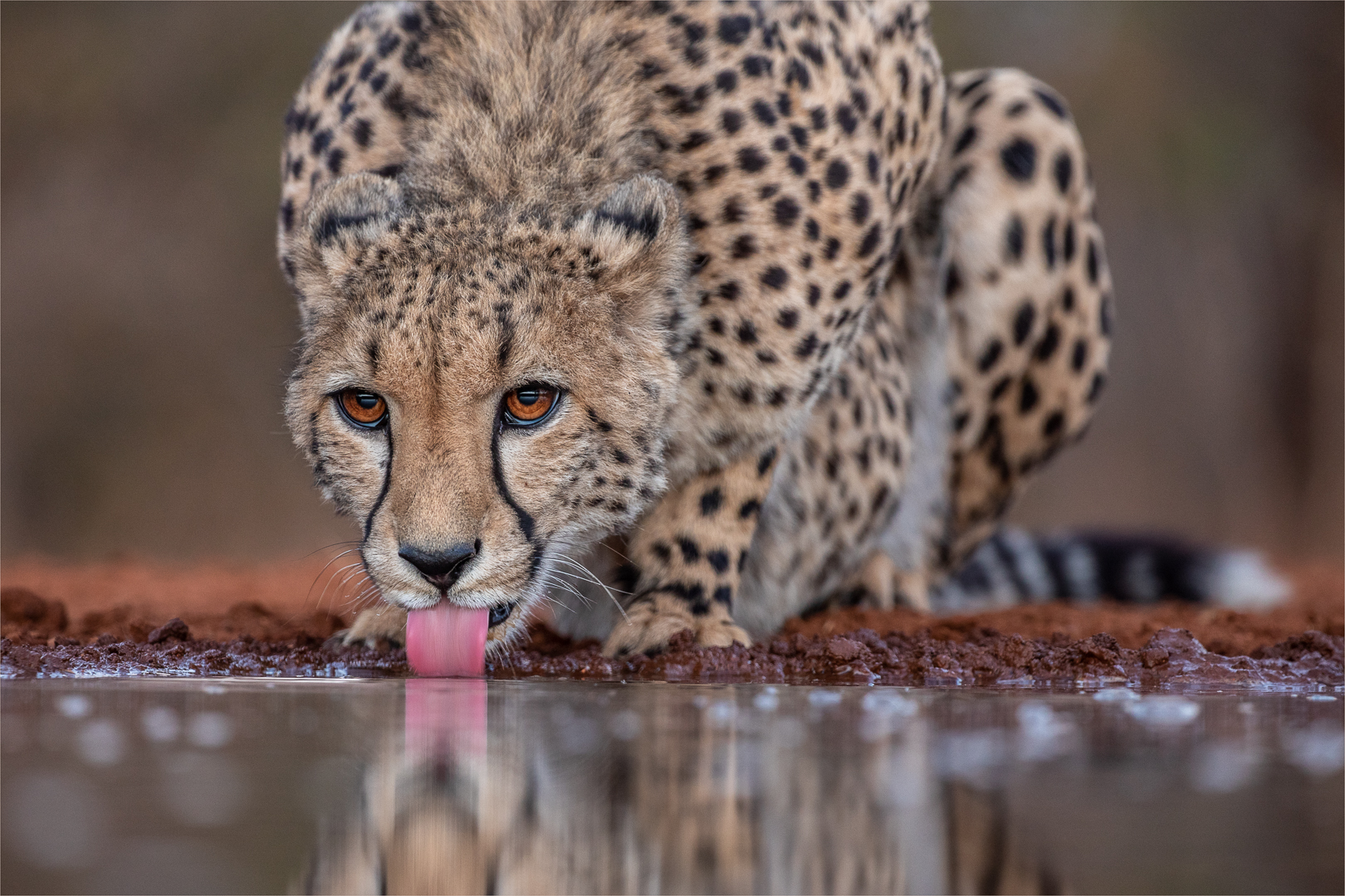 Edenvale Club Medal - Portraits Colour - Early Morning Thirst - Charles Naude - Hermanus Photographic Society