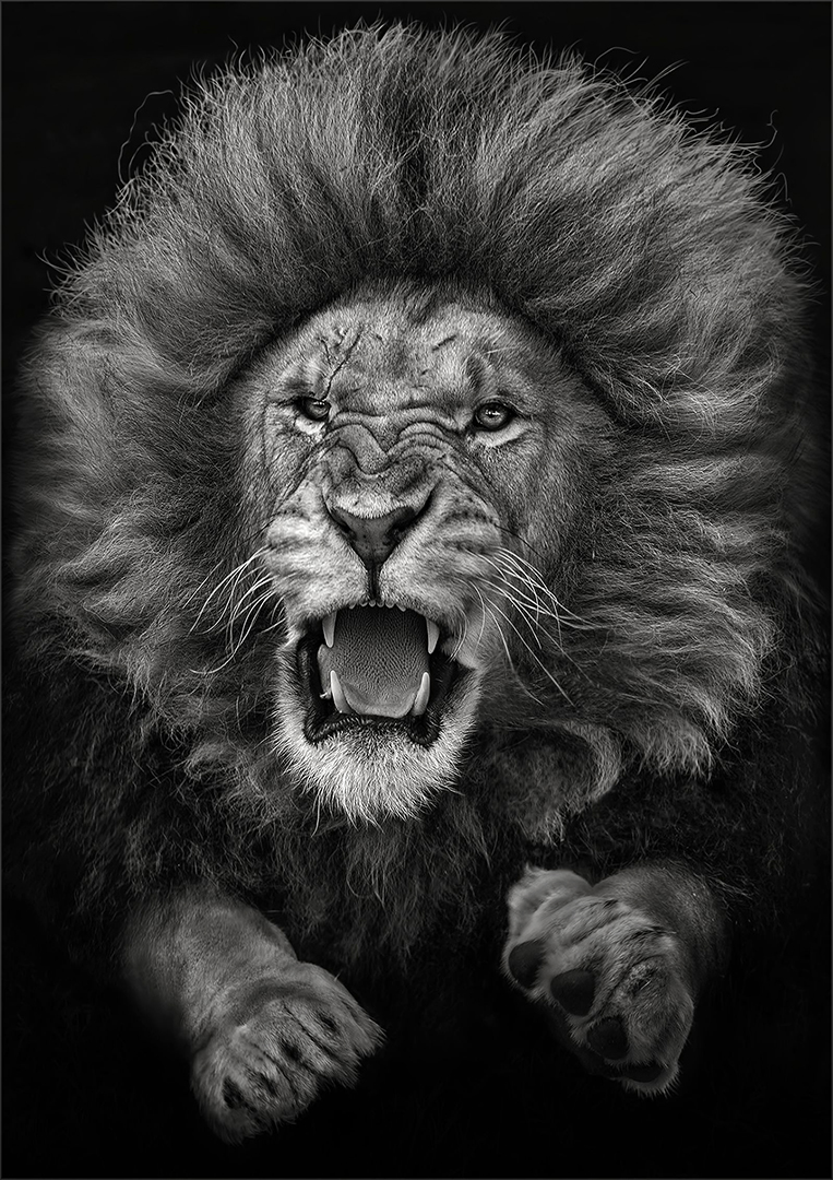 PSSA Silver Medal - Open Mono - Lurking from the Dark - Dries Fourie - Vereeniging Photographic Society