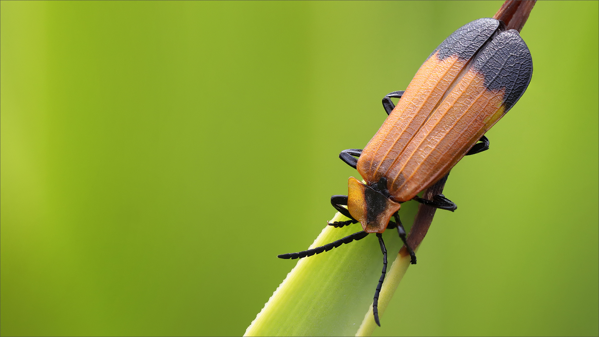 PSSA Bronze Medal Junior Category Winner Nature - Jacques Kruger -Kewer - Ermelo Foto Klub