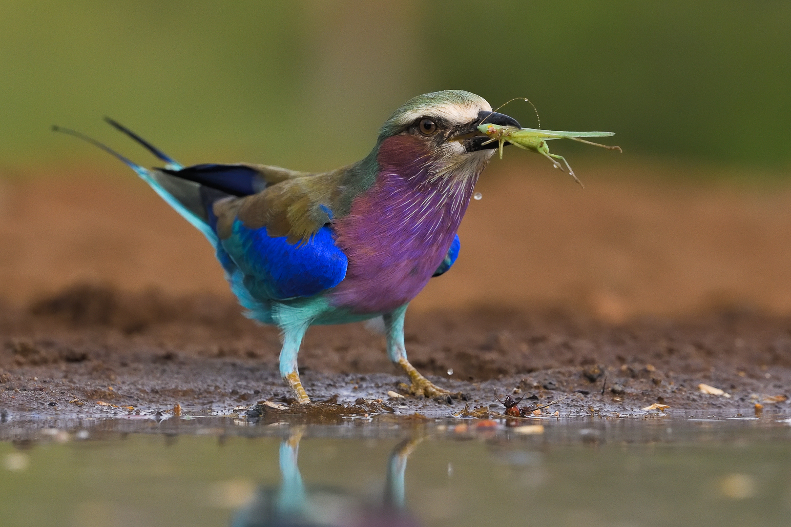 BCC Silver Medal-Nature Birds-Roller with catch-Christo Giliomee-Tafelberg Fotografieklub
