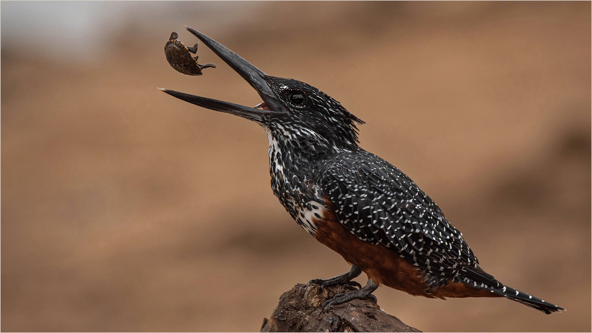 PSSA Silver Medal-Nature Birds-Tenderizing a tough terrapin-Ona Ackerman-AFO Photography Club
