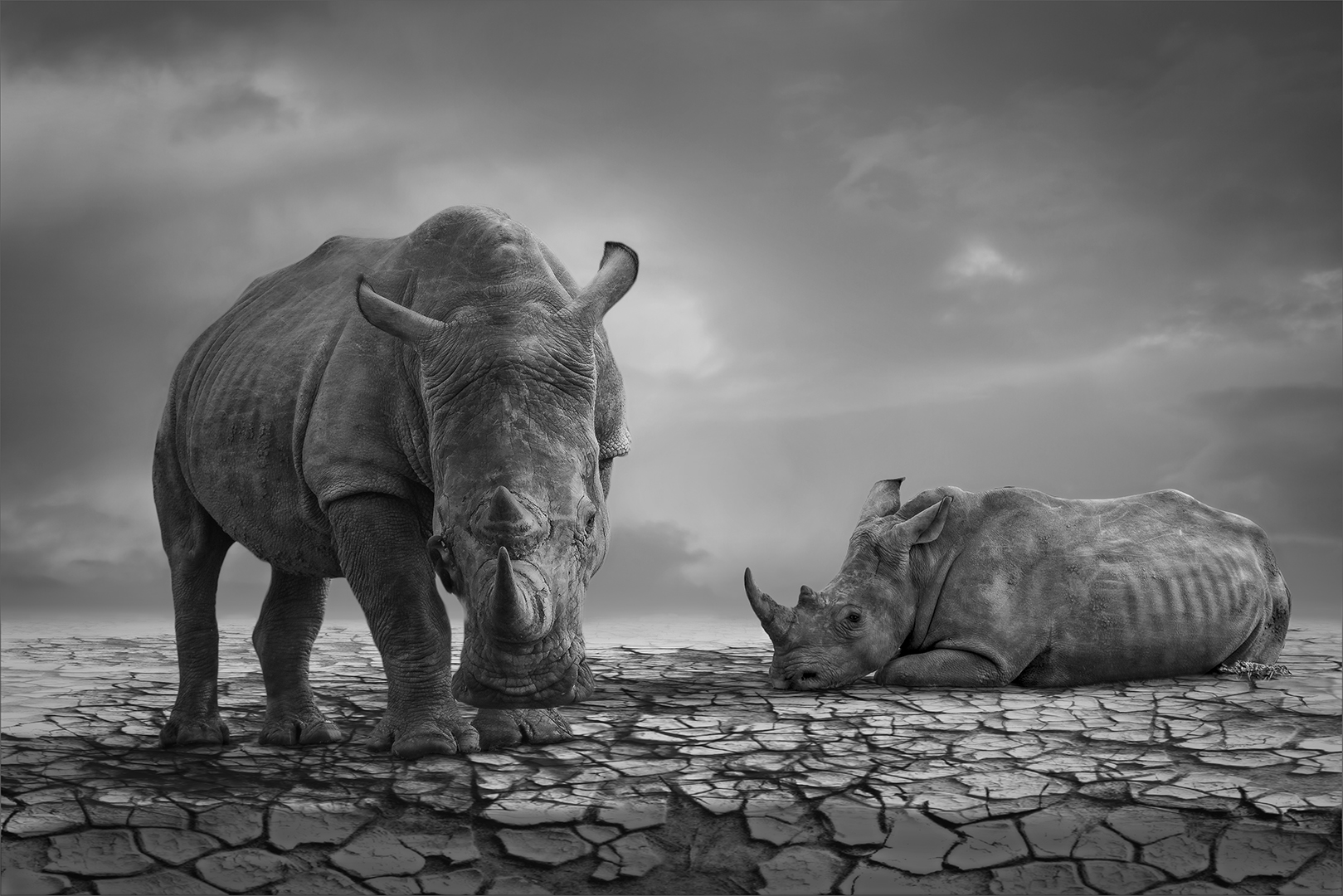 PSSA Silver Medal-Open Monochrome-Desperate for rain-Kobus Yssel-Southern Suburbs Camera Club