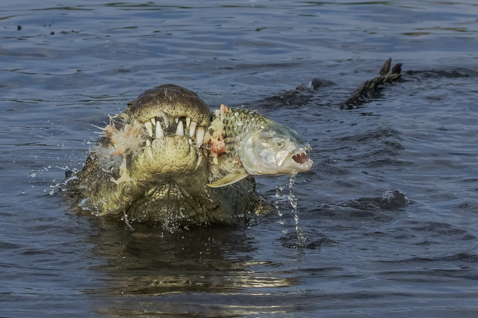 MFFC Medal - Nature Excl. Birds Colour - Krokodil vangs - Leon Labuschagne - Independent