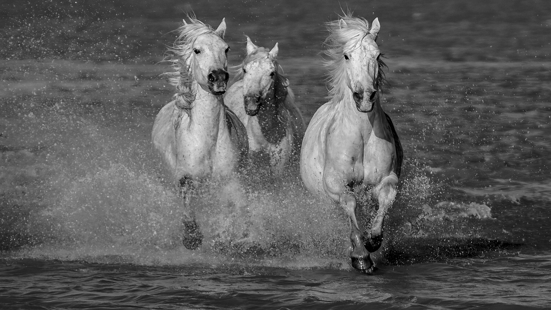 MFFC Medal -Open Mono - Camargue - Perde - Gerrie Rall - Independent