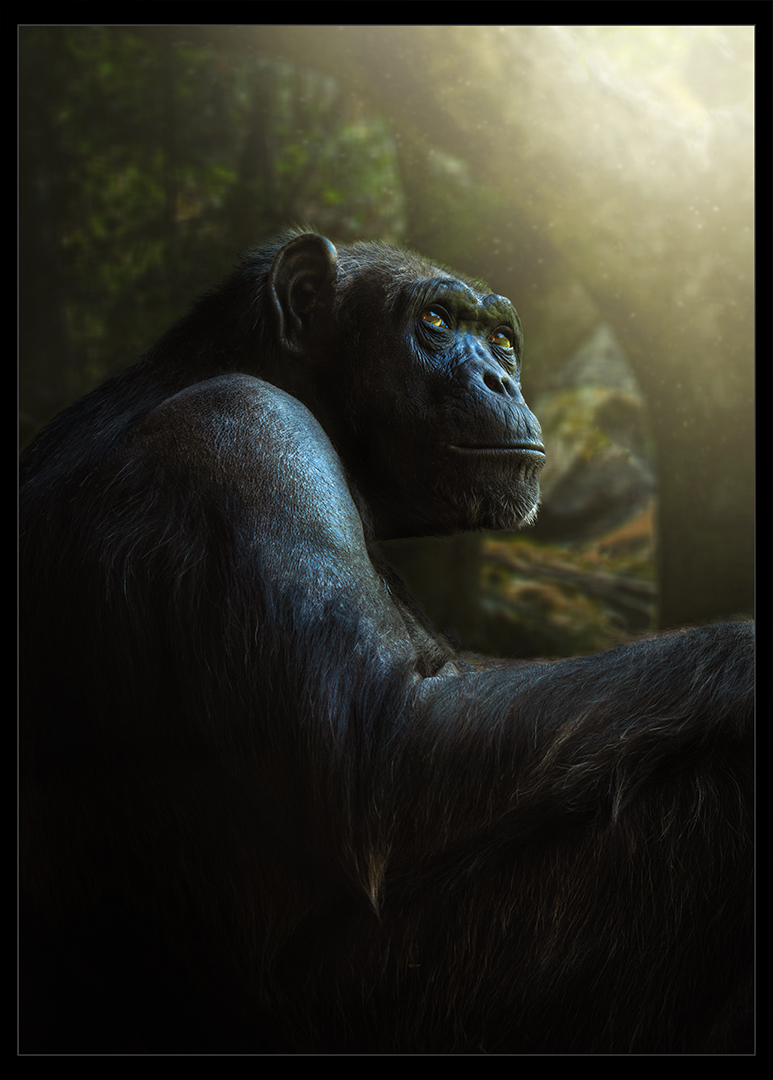 PSSA Silver -Open colour -Twilight Chimp - Martin Barber - SSCC