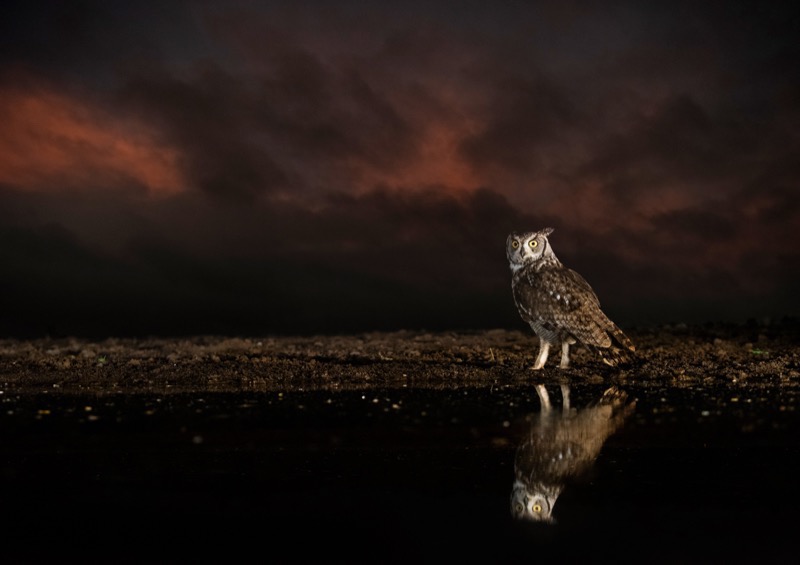 PSSA Silver-Open Colour-Eagle-Owl-Christo Giliomee-Tafelberg  Fotografieklub