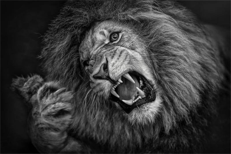 Paarl Silver-Open Monochrome-Angry Lion-Dries Fourie-Vereeniging Photographic Society