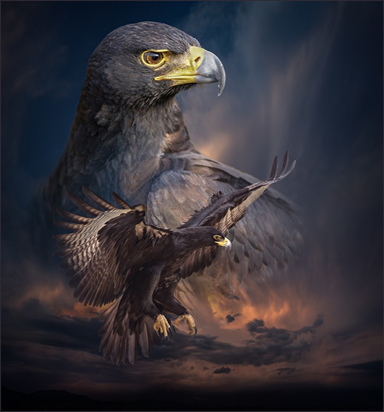 Heigel Silver Medal - Open Colour - Dries Fourie - Flight of the Black Eagle - Vereeniging Photographic Society