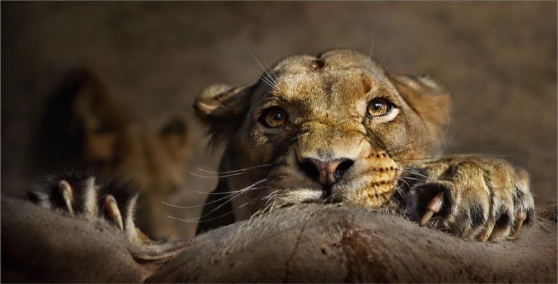 Heigel Silver Medal - Wildlife Colour - Dries Fourie - claws  - Vereeniging Photographic Society