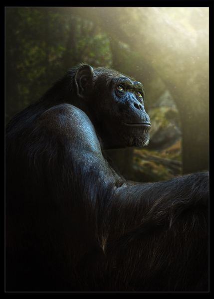 PSSA Silver Medal - Open Colour - Martin Barber - Twilight Chimp - Southern Suburbs Camera Club