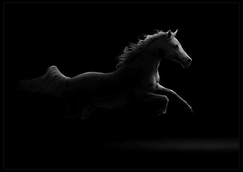 PSSA Silver Medal - Open Monochrome - Martin Barber - Stallion in the Dark - Southern Suburbs Camera Club