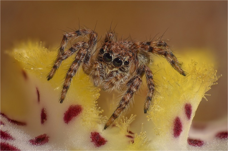 PSSA Silver Medal - Wildlife Colour - Jan Jacobs - On the throne - Vanderbijlpark Fotografiese Vereniging