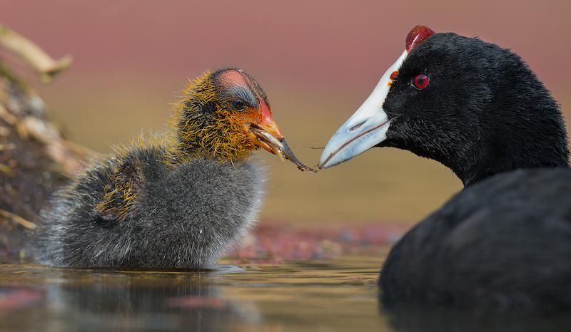 Alta Oosthuizen Little Meal