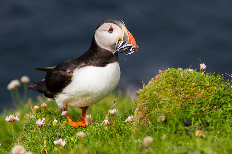 Alta Oosthuizen Sushi for the kids