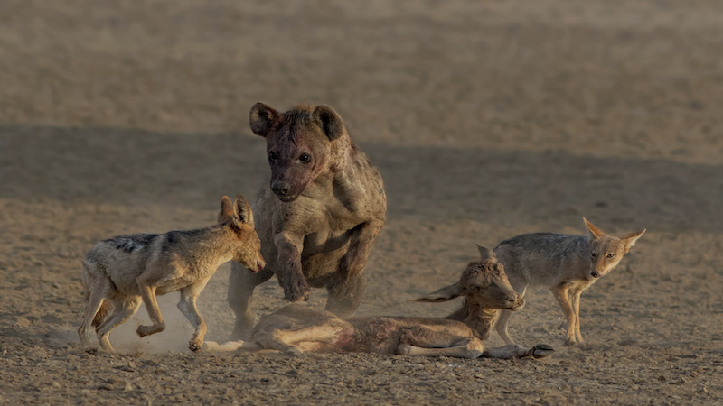 Charmaine Joubert Hyena chasing off jackals