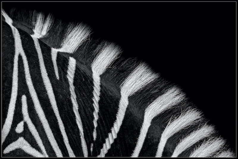 Charmaine Joubert It is all about the stripes