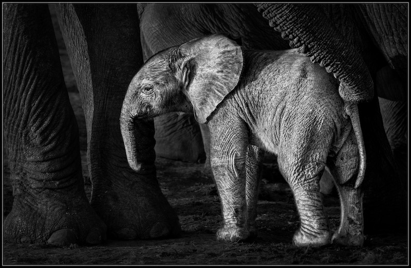 Charmaine Joubert Meeting the youngster