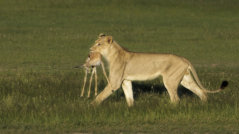 Charmaine Joubert Stolen KiIl